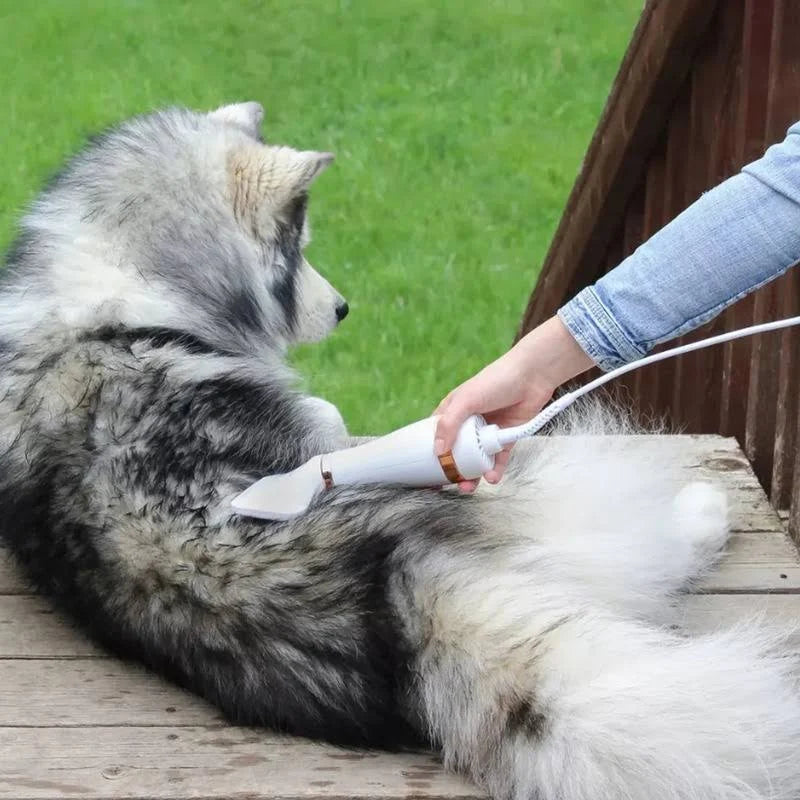 Secador de pelo para mascotas